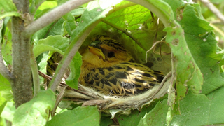 Why the Cuckoo Finch Is Called a Brood Parasite